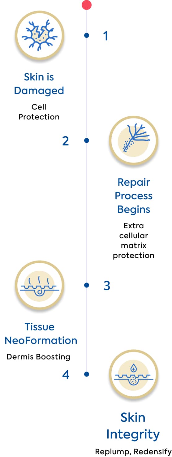 skin repair process