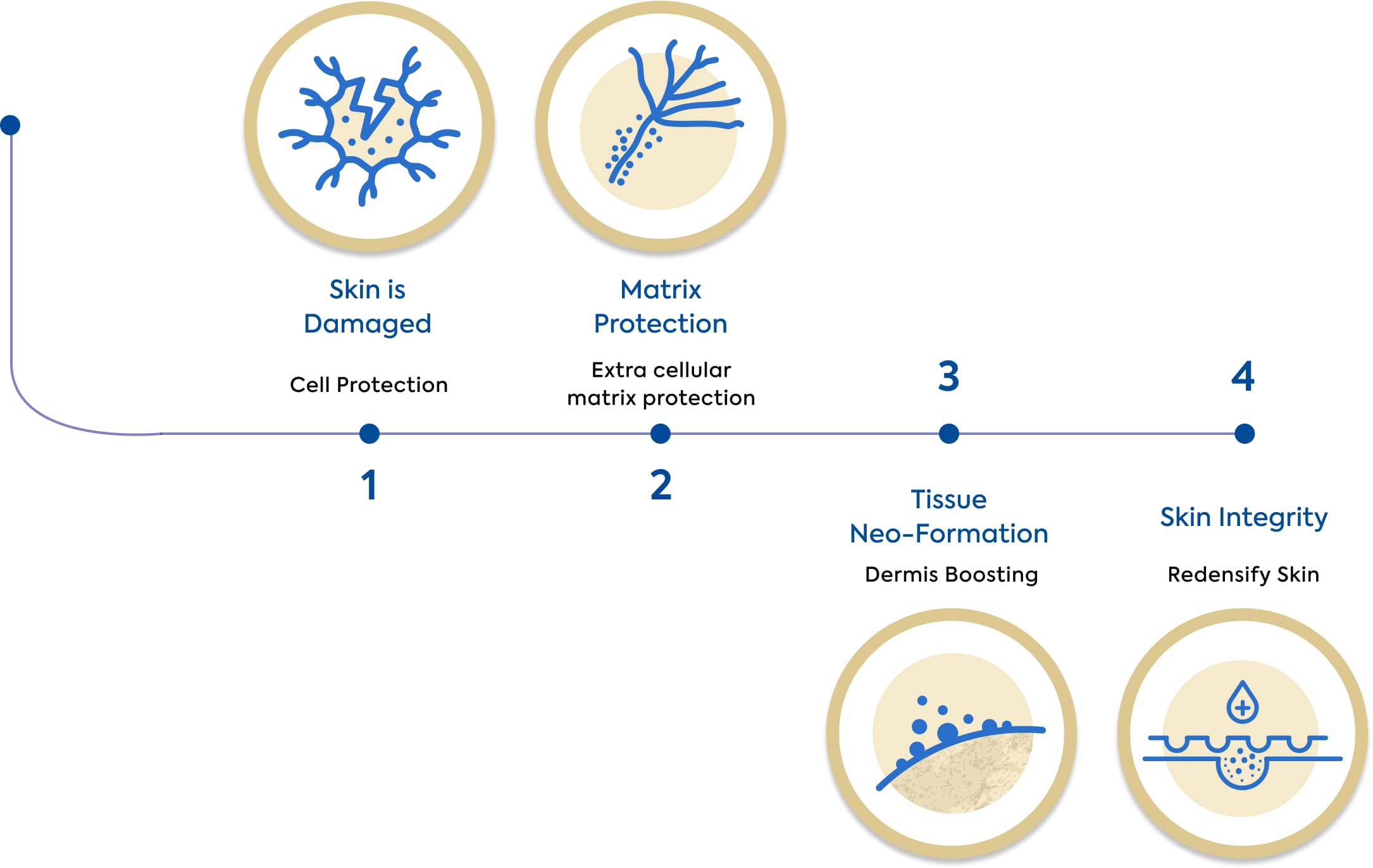 skin repair process